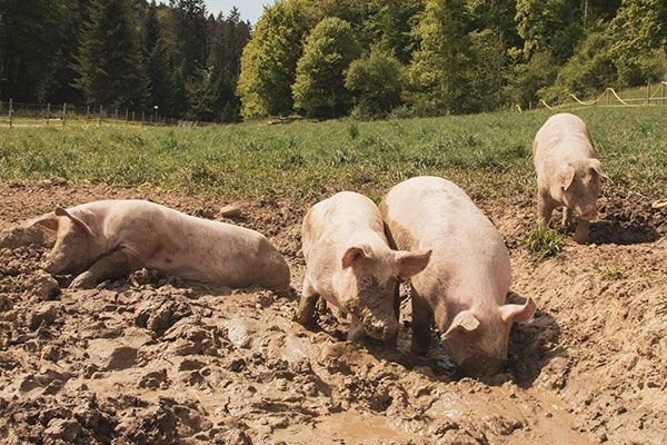 comprar-carne-de-cerdo-ecologica-españa