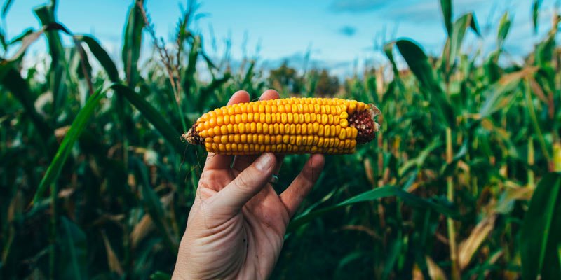 Pesticidas en la alimentación
